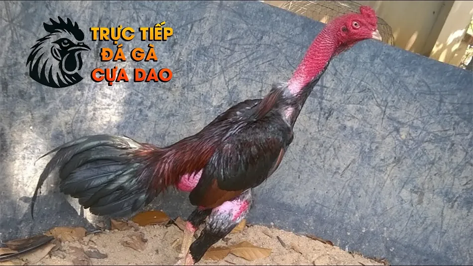Những ảnh hưởng của bệnh ăn không tiêu đến gà chọi TRUCTIEPDAGACUADAO