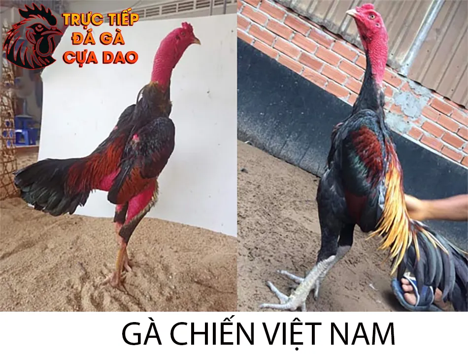 Tìm hiểu gà chiến Việt Nam huyền thoại bất tử TRUCTIEPDAGACUADAO