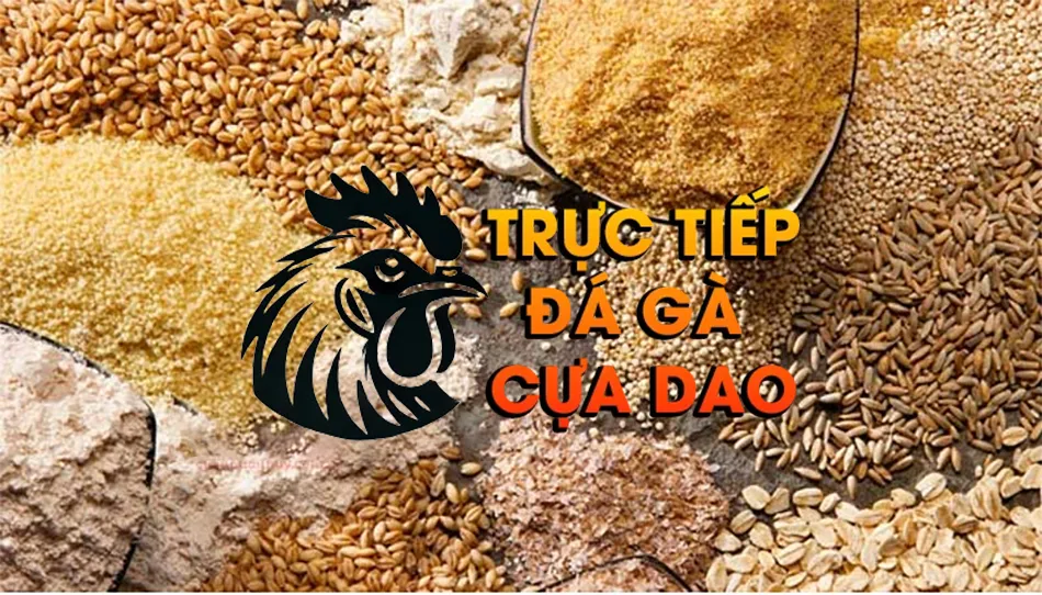 Những Chế Độ Dinh Dưỡng Phù Hợp Cho Từng Giai Đoạn Phát Triển Của Gà Đá TRUCTIEPDAGACUADAO