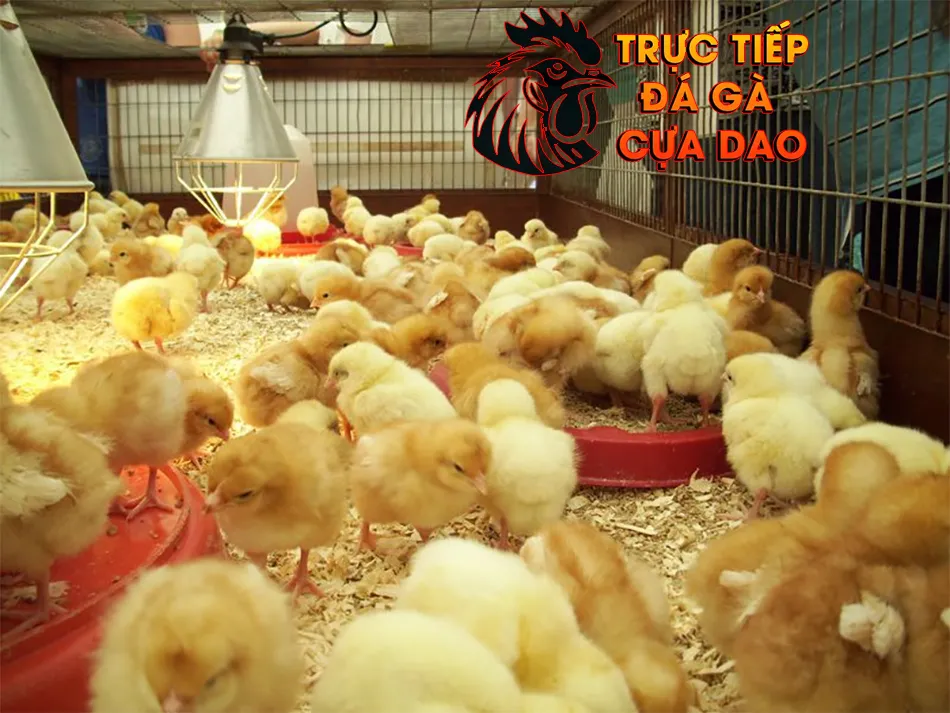 cách chọn lọc gà chọi - Nghệ thuật và kinh nghiệm TRUCTIEPDAGACUADAO