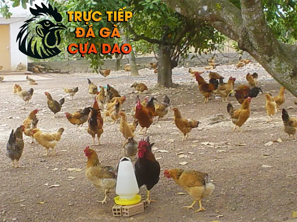 An Toàn Sinh Học - Nền Tảng Cho Gà Thả Vườn Khỏe Mạnh TRUCTIEPDAGACUADAO