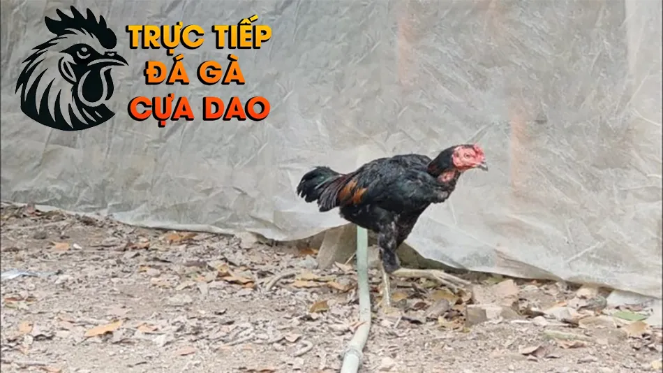 Tình Trạng Ảnh Hưởng Của Bệnh Tiêu Chảy Đến Khả Năng Chiến Đấu Của Gà TRUCTIEPDAGACUADAO