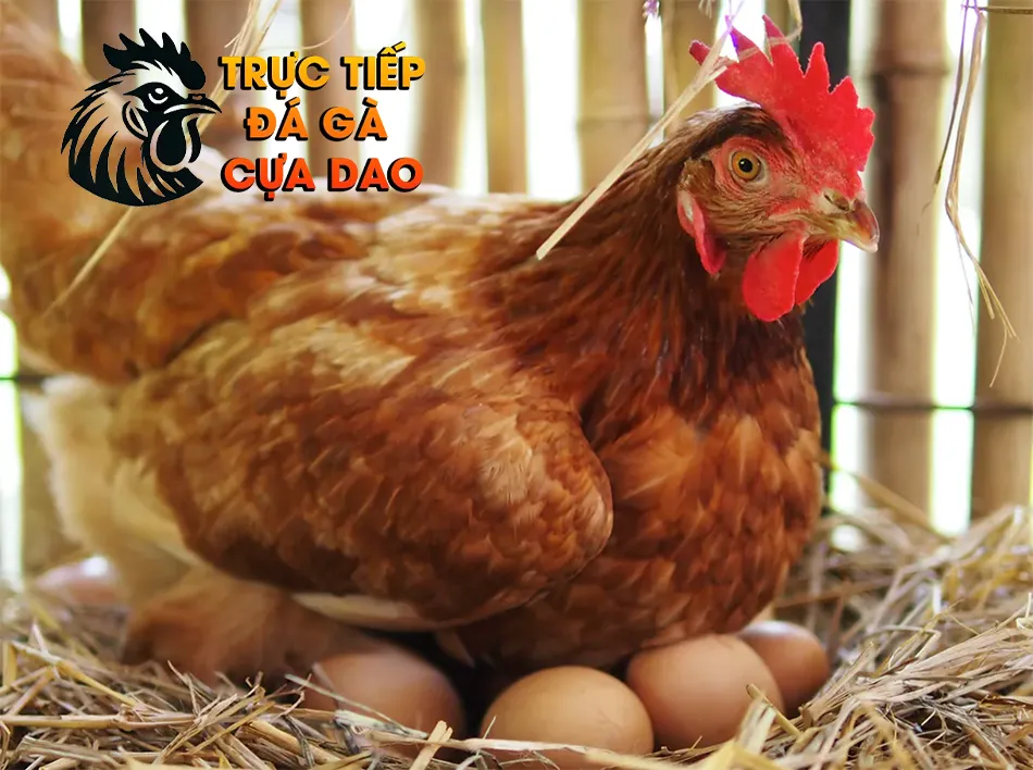 Cách Ấp Trứng Gà Chọi: Kỹ Thuật và Những Điều Cần Biết TRUCTIEPDAGACUADAO