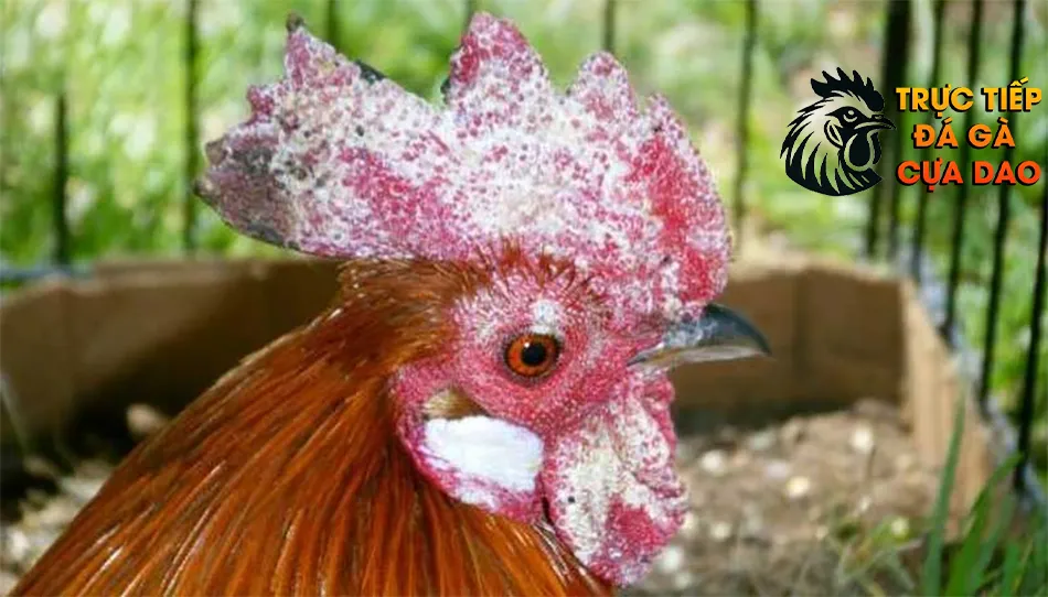 Các Bệnh Thường Gặp & Cách Điều Trị TRUCTIEPDAGACUADAO
