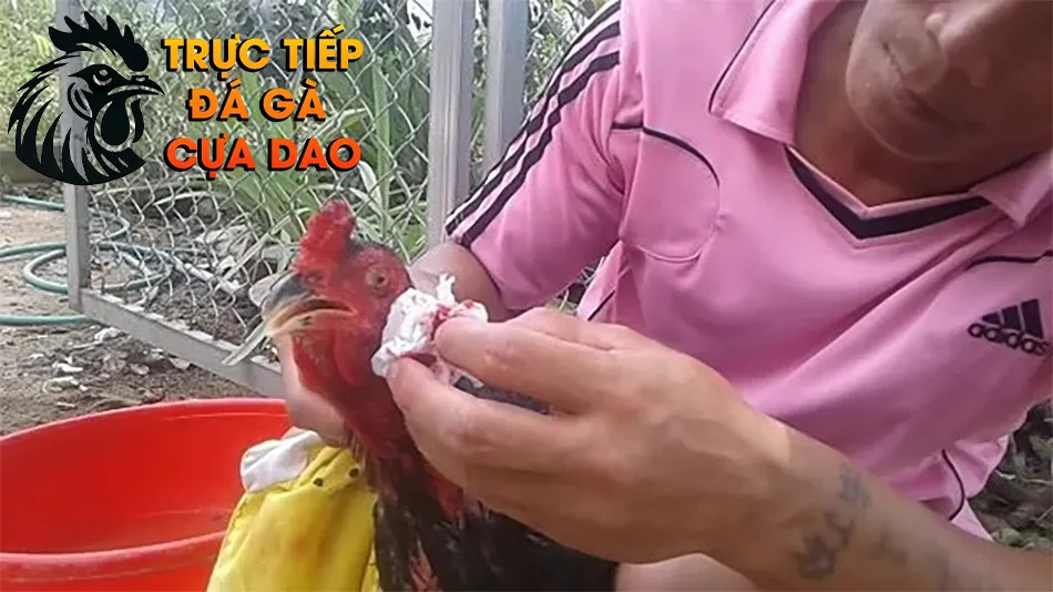 Những Bí Quyết Cầm Máu Hiệu Quả Khi Cắt Tai Gà Chọi TRUCTIEPDAGACUADAO