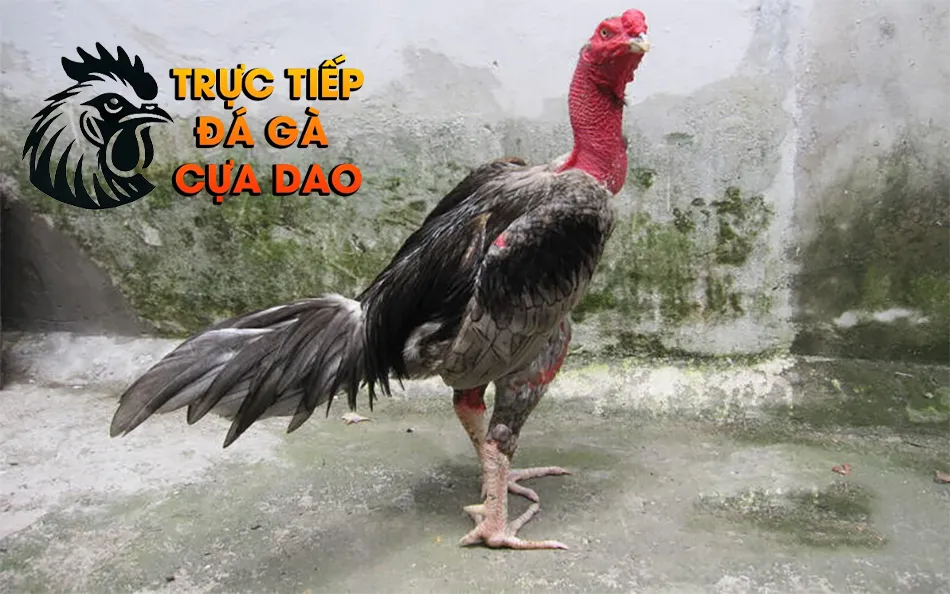 Một số í quyết nuôi dưỡng và huấn luyện gà chọi xám thần TRUCTIEPDAGACUADAO