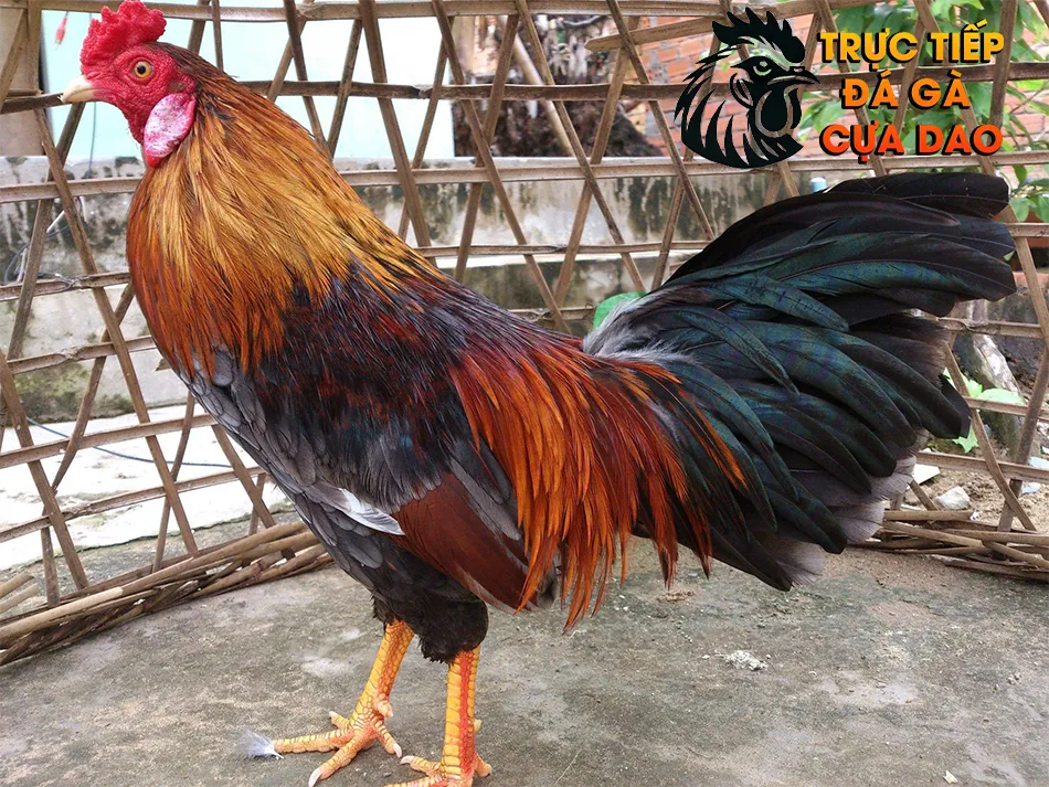 Một số bí quyết chọn gà chọi hay dựa trên kinh nghiệm sư kê TRUCTIEPDAGACUADAO