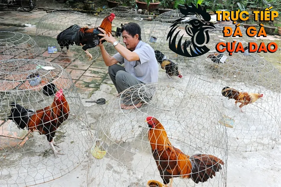 Những bí quyết chọn gà đá hay từ các sư kê lão luyện TRUCTIEPDAGACUADAO