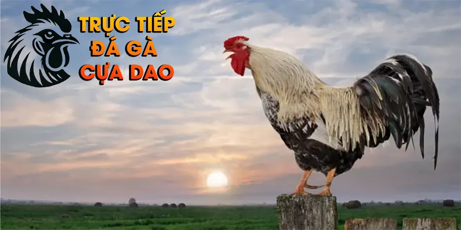 Một số bí quyết huấn luyện gà chọi gáy hay TRUCTIEPDAGACUADAO