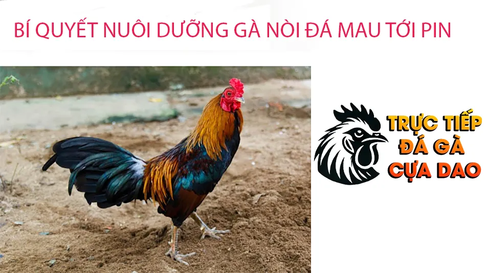 Một số bí quyết nuôi dưỡng gà nòi đá cựa sắt sung sức tới pin TRUCTIEPDAGACUADAO