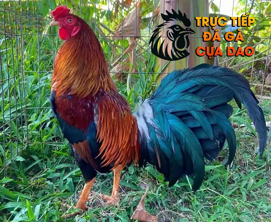 Một số bí quyết nuôi dưỡng và huấn luyện một "thần kê" TRUCTIEPDAGACUADAO