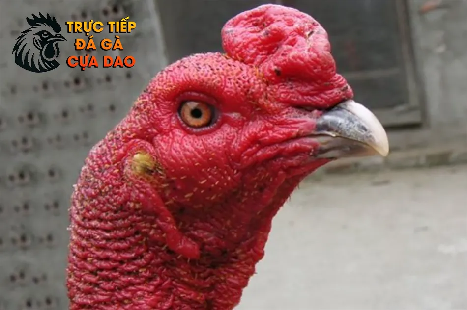 Một số bí quyết xem đầu gà chọi hay từ các sư kê lão luyện TRUCTIEPDAGACUADAO