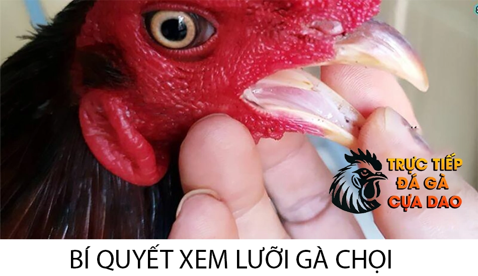 Một Số Bí Quyết Xem Lưỡi Gà Chọn Gà Chọi Tài Năng TRUCTIEPDAGACUADAO