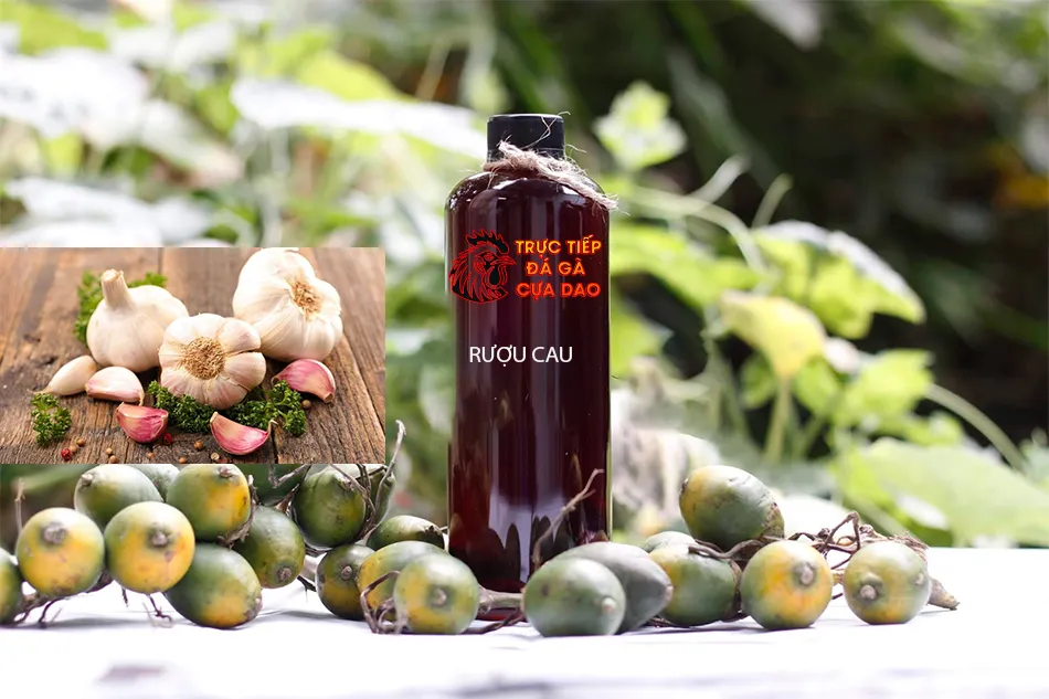 Một số các bài thuốc kết hợp rượu cau trị bệnh thường gặp ở gà chọi TRUCTIEPDAGACUADAO
