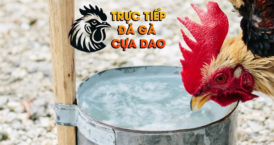 Một số các bệnh thường gặp khi gà uống quá nhiều nước TRUCTIEPDAGACUADAO
