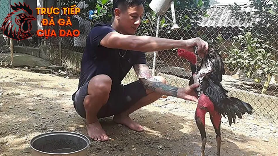 Hướng dẫn các bước chăm sóc gà đá sau trận đấu để hồi phục nhanh chóng TRUCTIEPDAGACUADAO