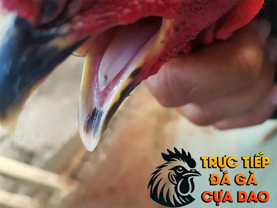 Những Dấu Hiệu Trên Lưỡi Gà Cho Thấy Gà Chọi Có Sức Khỏe Tốt TRUCTIEPDAGACUADAO