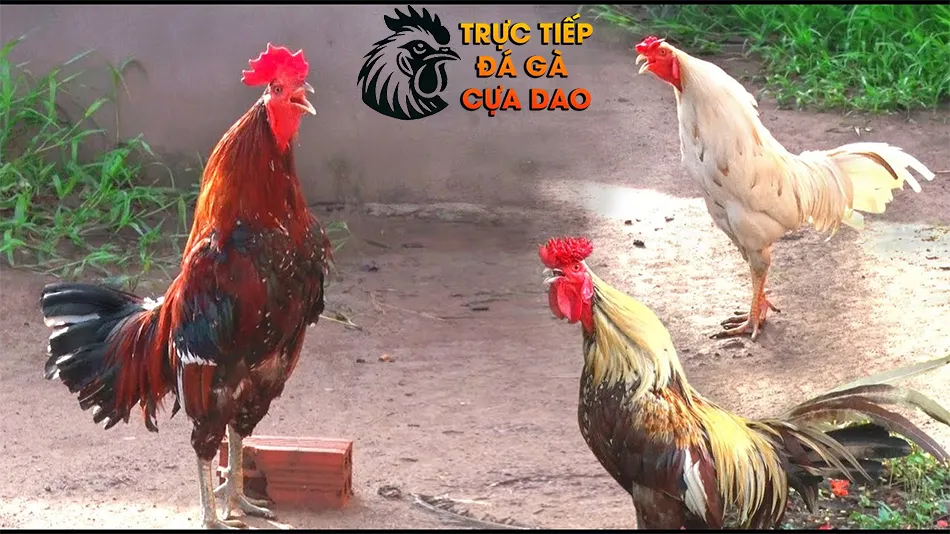 Những giống gà chọi nổi tiếng với giọng gáy hay TRUCTIEPDAGACUADAO