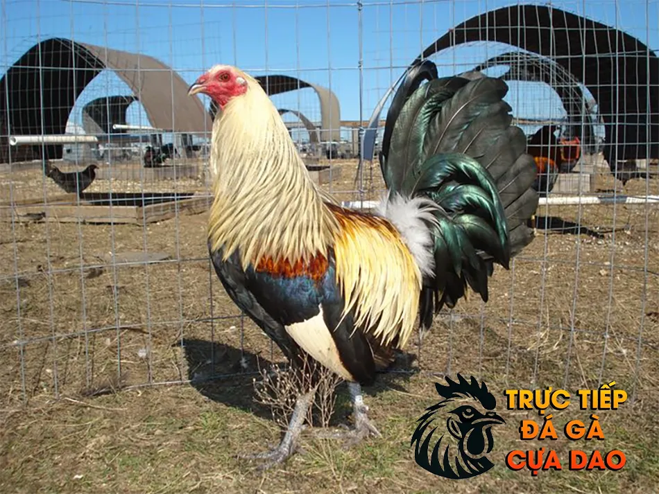  Các loại giống gà chọi phổ biến và khả năng chấp điều TRUCTIEPDAGACUADAO