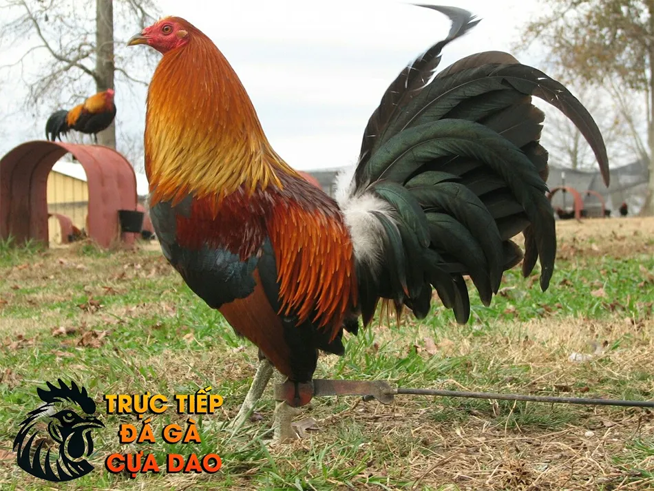 Một số các giống gà đá được sư kê ưa chuộng nhất hiện nay TRUCTIEPDAGACUADAO