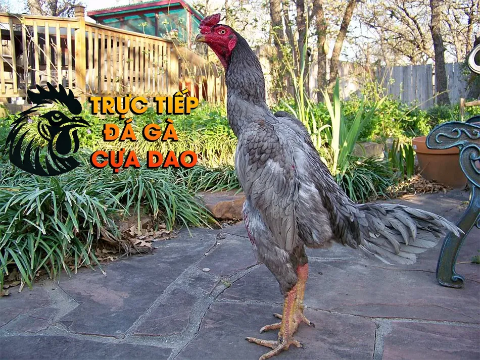 Các giống gà đá quý hiếm và đắt giá TRUCTIEPDAGACUADAO