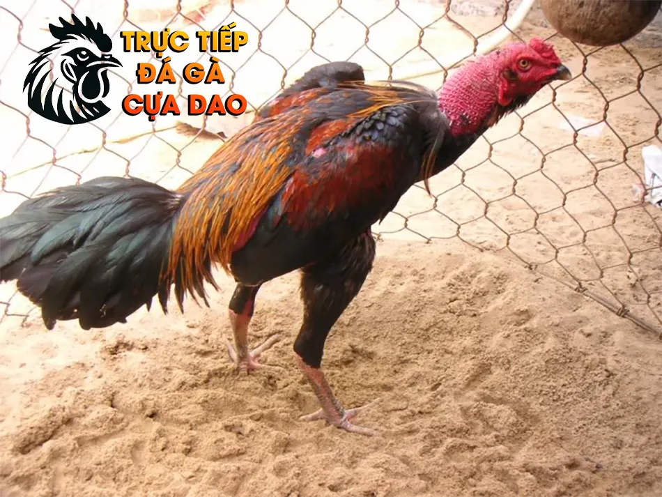 Một số các bệnh thường gặp ở gà chọi và cách chữa trị TRUCTIEPDAGACUADAO