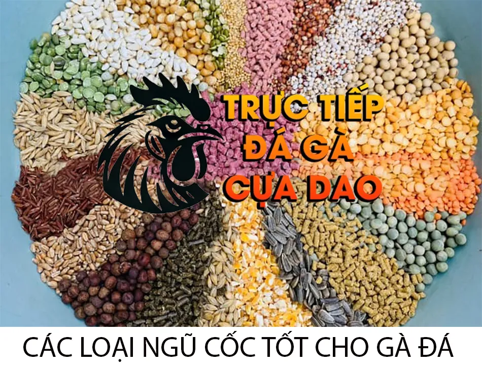 Đa Dạng Các Loại Ngũ Cốc Tốt Nhất Cho Gà Đá TRUCTIEPDAGACUADAO