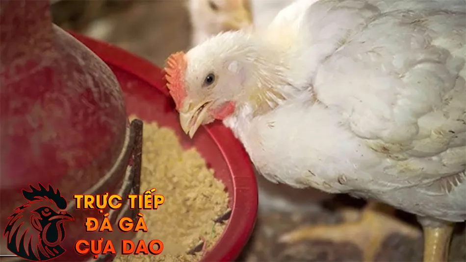  phương pháp điều trị gà chọi ăn không tiêu TRUCTIEPDAGACUADAO