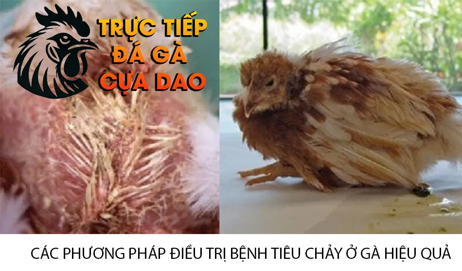 Cần Các Phương Pháp Điều Trị Bệnh Tiêu Chảy Hiệu Quả TRUCTIEPDAGACUADAO