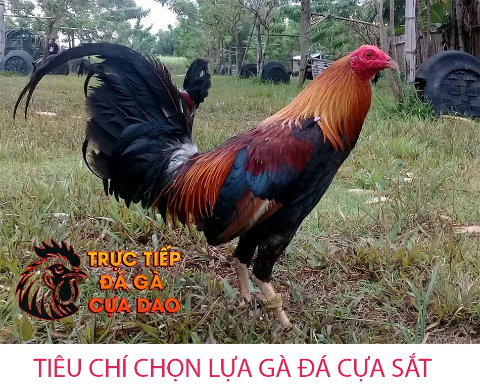 Một số các tiêu chí quan trọng khi lựa chọn gà đá cựa sắt TRUCTIEPDAGACUADAO