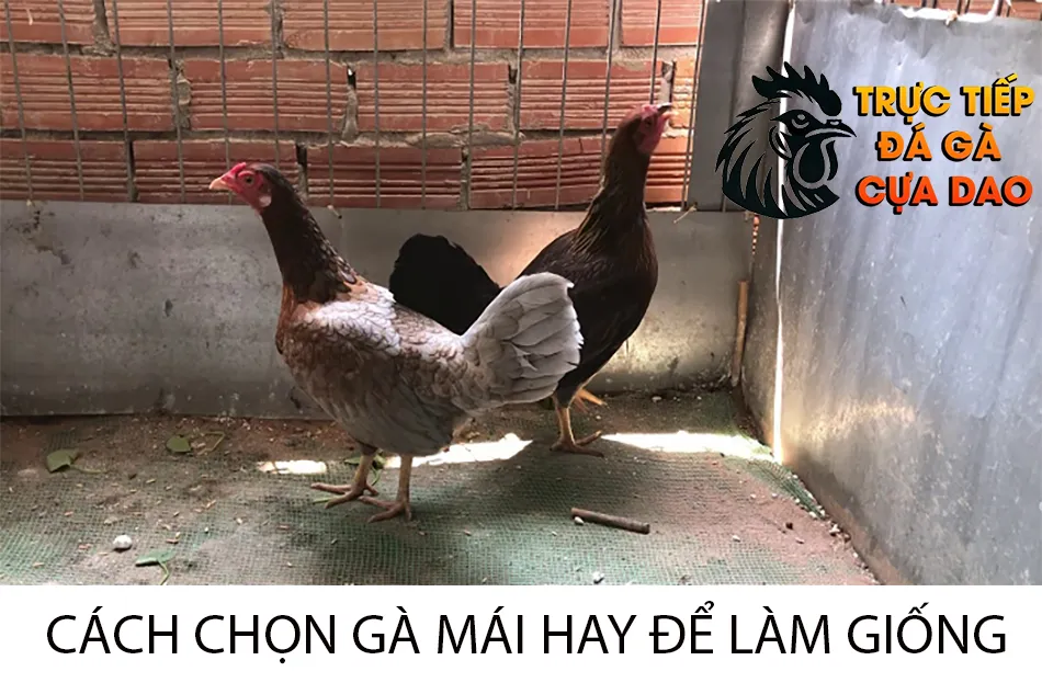 Hướng Dẫn Cách Chọn Gà Chọi Mái Hay Để Làm Giống TRUCTIEPDAGACUADAO