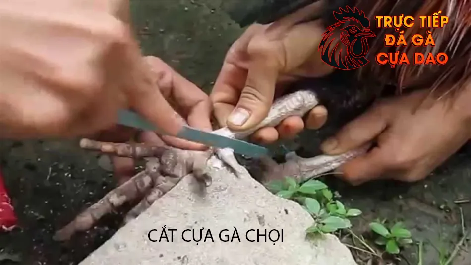Tìm hiểu cắt cựa gà chọi ảnh hưởng trực tiếp đến khả năng chiến đấu TRUCTIEPDAGACUADAO