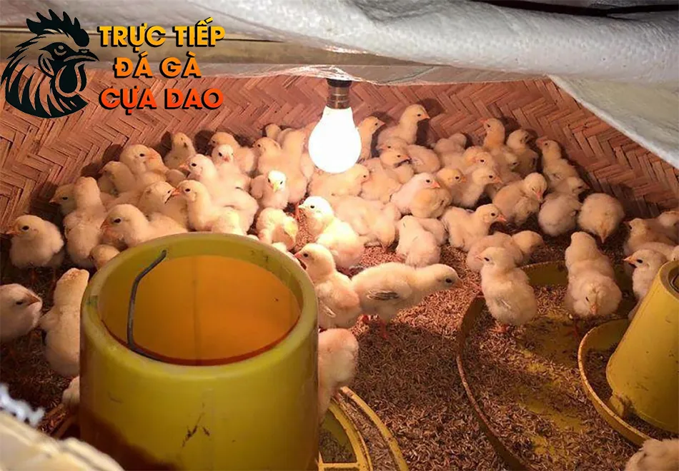 Cách chăm sóc gà chọi con mới nở trong những ngày đầu tiên TRUCTIEPDAGACUADAO