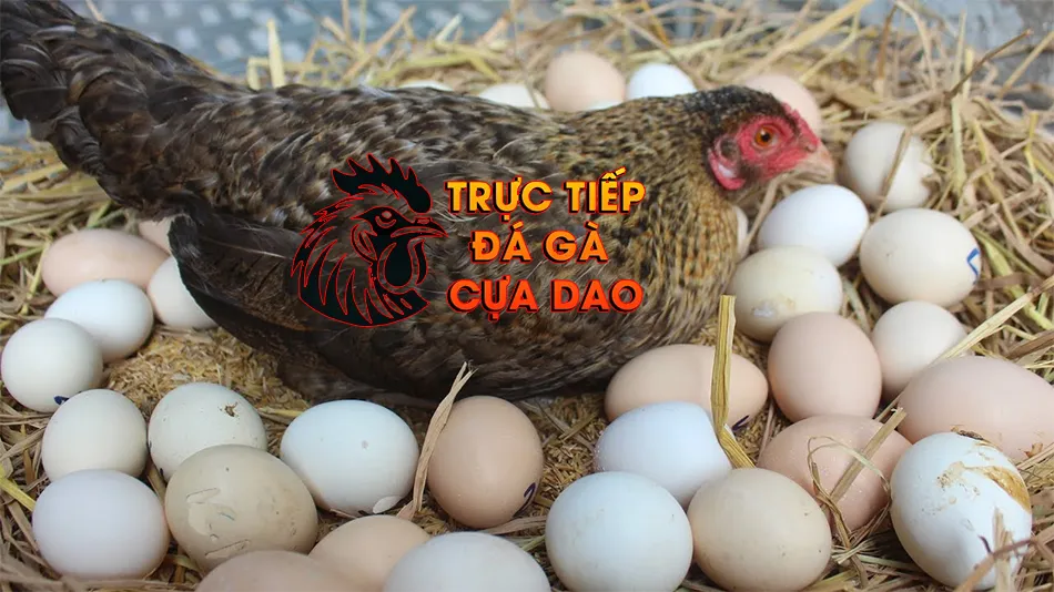 Cách Chăm Sóc Gà Chọi Mái Để Đẻ Nhiều Trứng Chất Lượng TRUCTIEPDAGACCUADAO