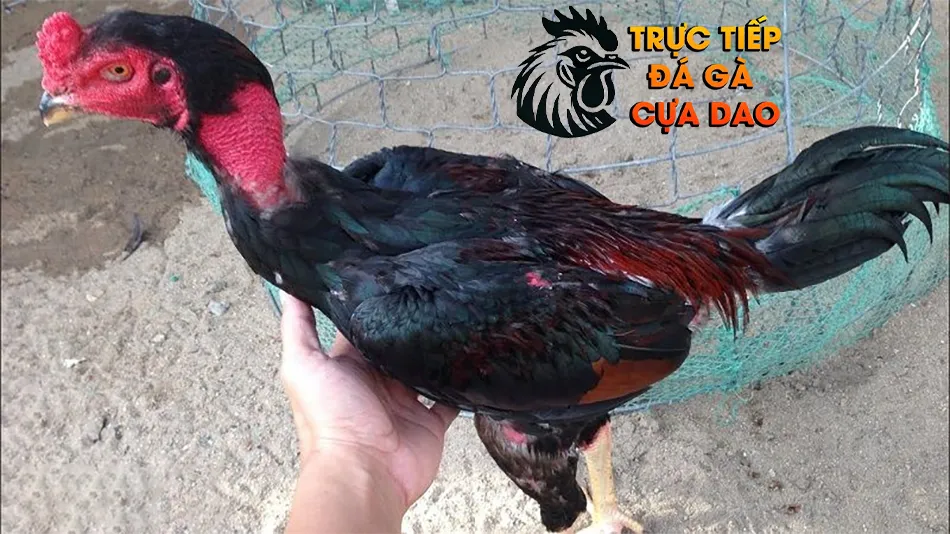 Cách Chăm Sóc Gà Chọi Sau Cắt Tai: Đảm Bảo Mau Lành Và Không Nhiễm Trùng TRUCTIEPDAGACUADAO