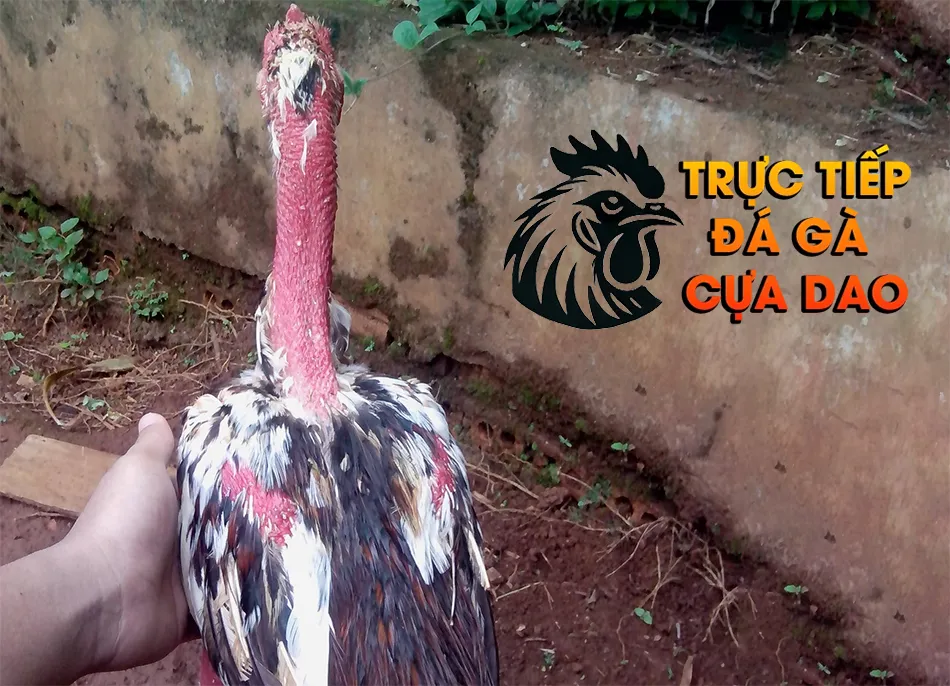 Cách Chăm Sóc Gà Chọi Thay Lông Khoa Học và Hiệu Quả TRUCTIEPDAGACUADAO