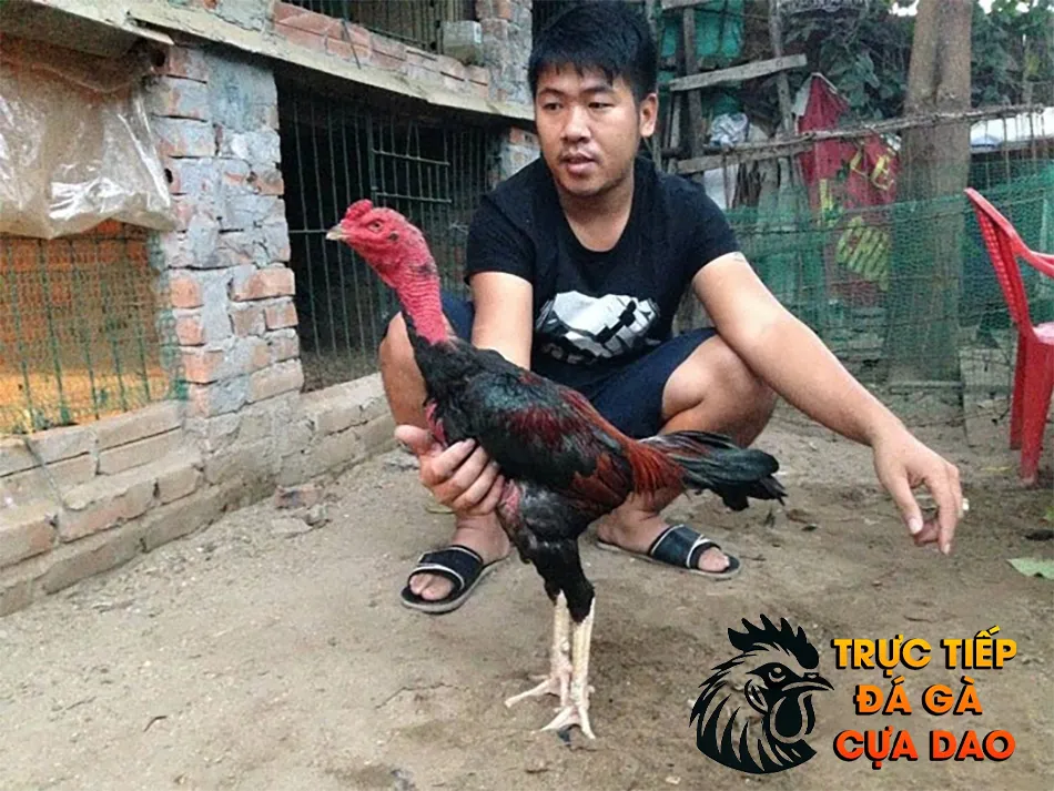 Cần Chăm Sóc Gà Chọi Trong Thời Gian Nghỉ Ngơi TRUCTIEPDAGACUADAO