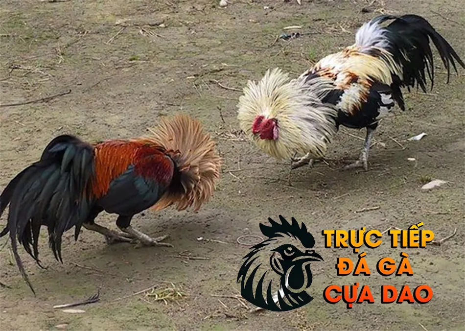 Cách chăm sóc và huấn luyện gà đá để đạt phong độ tốt nhất TRUCTIEPDAGACUADAO