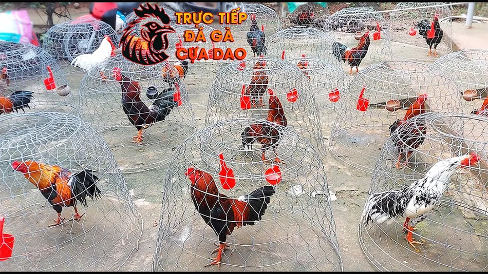 Cách chăm sóc sức khỏe toàn diện cho gà nòi đá cựa sắt TRUCTIEPDAGACUADAO