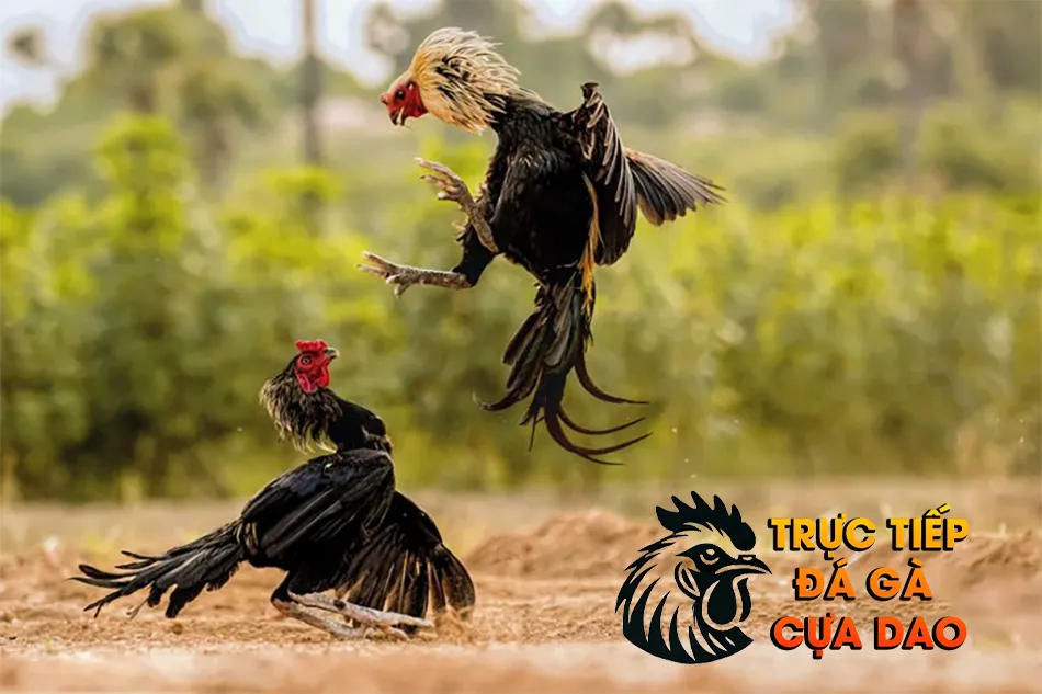 Cách Chăm Sóc Toàn Diện Cho Gà Đá Sung Sức TRUCTIEPDAGACUADAO
