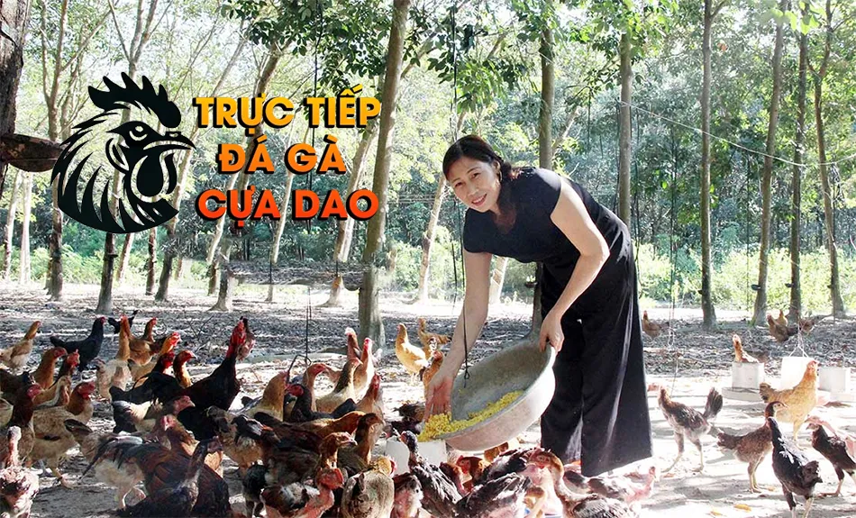 Cách Chăm Sóc & Nuôi Dưỡng - Đảm Bảo Gà Luôn Khỏe Mạnh TRUCTIEPDAGACUADAO