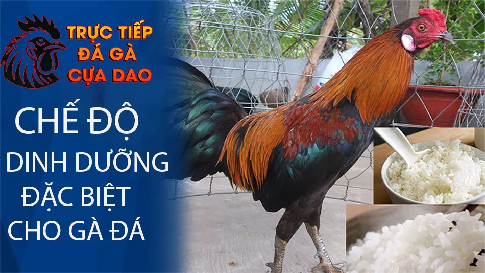 Các chế độ dinh dưỡng đặc biệt cho gà đá mới về TRUCTIEPDAGACUADAO