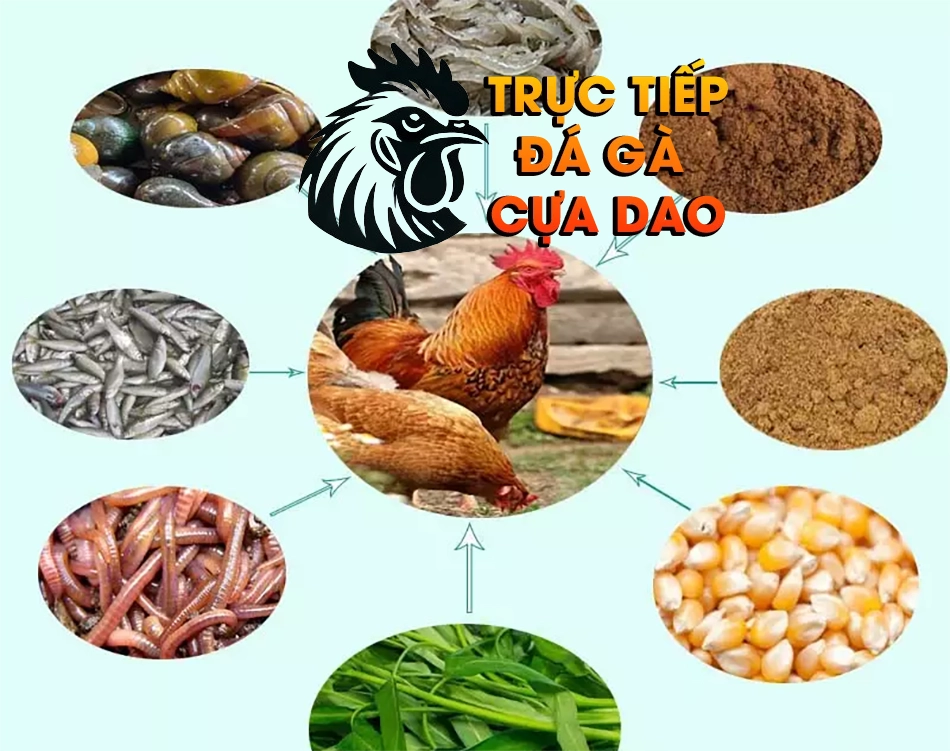 Các chế độ dinh dưỡng - Tăng cường sức đề kháng cho gà TRUCTIEPDAGACUADAO
