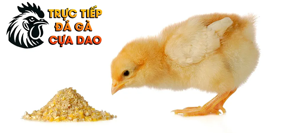 Những chế độ dinh dưỡng tối ưu cho gà chọi con TRUCTIEPDAGACUADAO