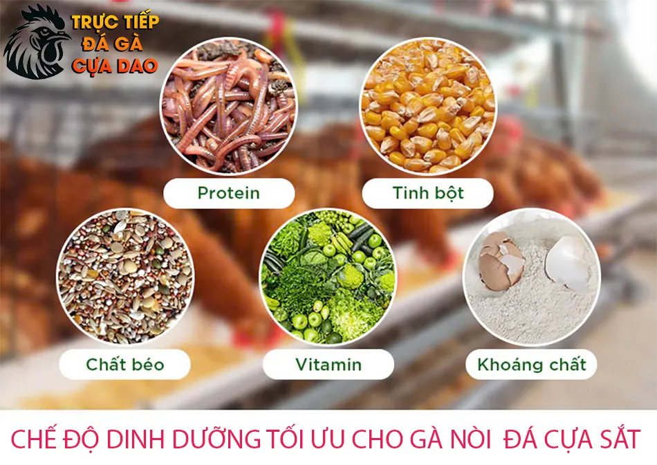 Các chế độ dinh dưỡng tối ưu cho gà nòi đá cựa sắt TRUCTIEPDAGACUADAO