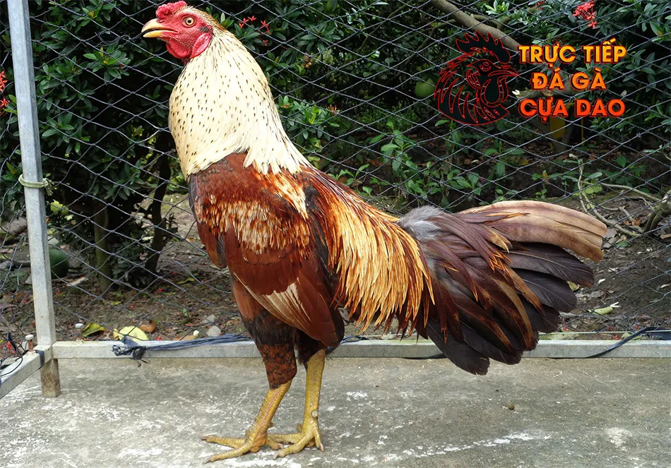 Những bí quyết chọn gà từ kinh nghiệm dân gian TRUCTIEPDAGACUADAO 