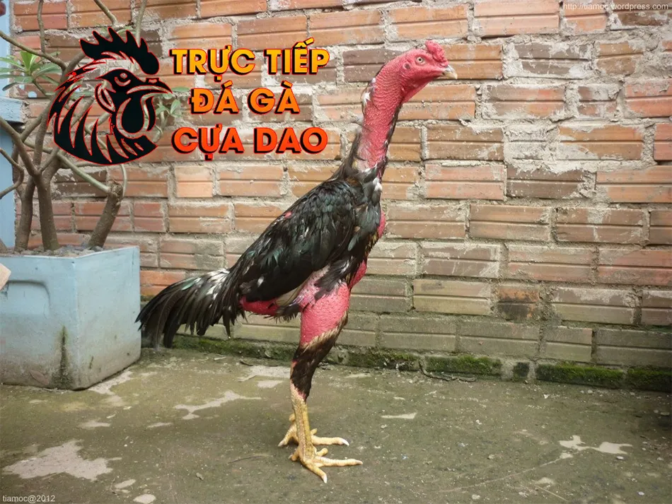 Lựa chọn gà chọi không chỉ là xem tướng TRUCTIEPDAGACUADAO