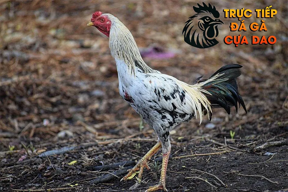 Cách chọn gà chọi qua lưng: Những tiêu chí không thể bỏ qua TRUCTIEPDAGACUADAO