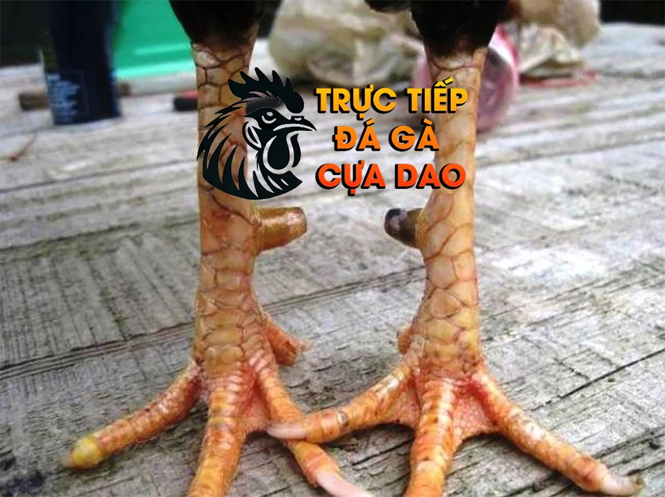 Cách Chọn Gà Đá Hay Dựa Vào Hình Dáng Ngón Chân TRUCTIEPDAGAACUADAO