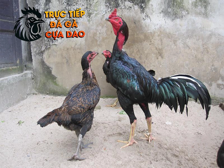 Cách chọn giống gà nòi: Bước đệm vững chắc cho thành công TRUCTIEPDAGACUADAO